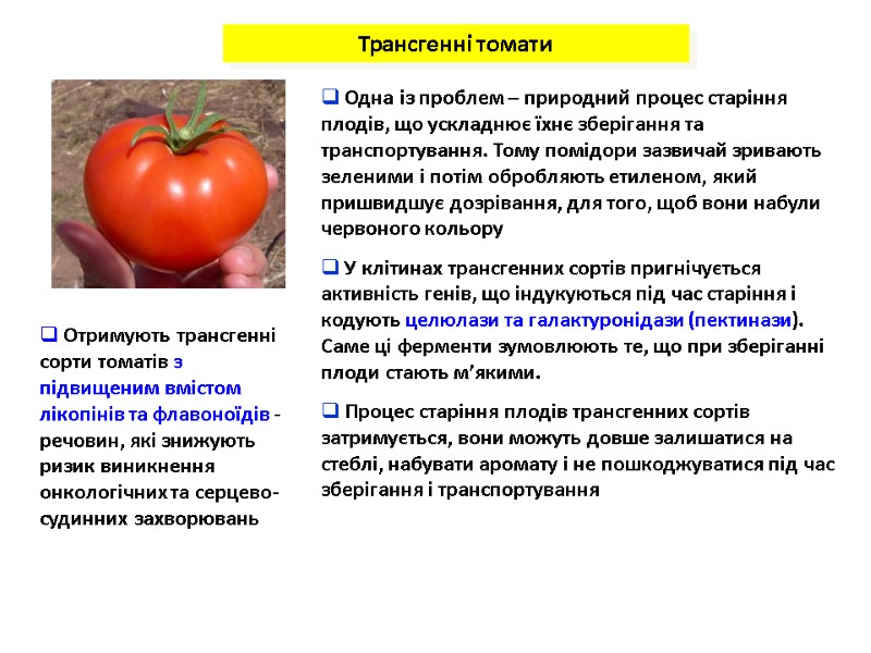 Трансгенні томати  Одна із проблем – природний процес старіння плодів, що ускладнює їхнє